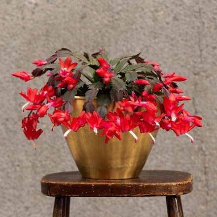 Picture of Christmas cactus and solid etched brass pot