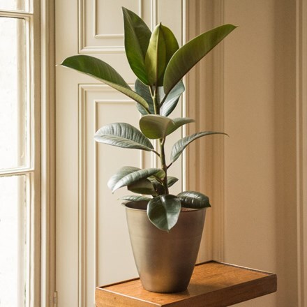 Picture of Ficus elastica 'Robusta' and spun metal planter - antique pewter