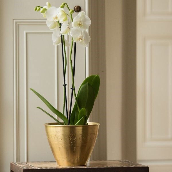 Phalaenopsis grandiflorum 'White' & solid etched brass pot