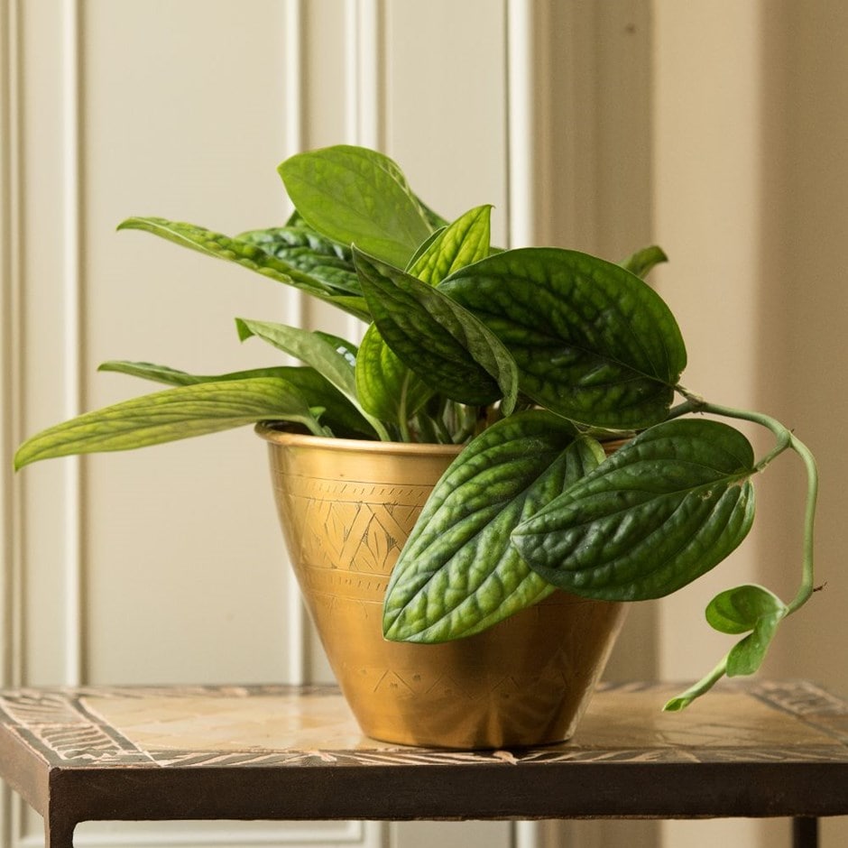 Epipremnum pinnatum 'Marble Planet' - devil’s ivy & brass pot combination