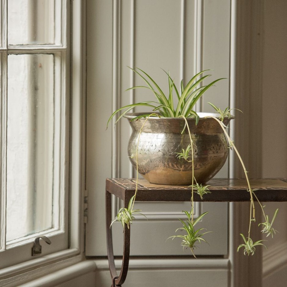 Chlorophytum comosum 'Variegatum' spider plant & silver plated bowl combination