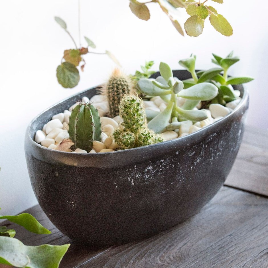 Cactus, Echeverias & bowl combination