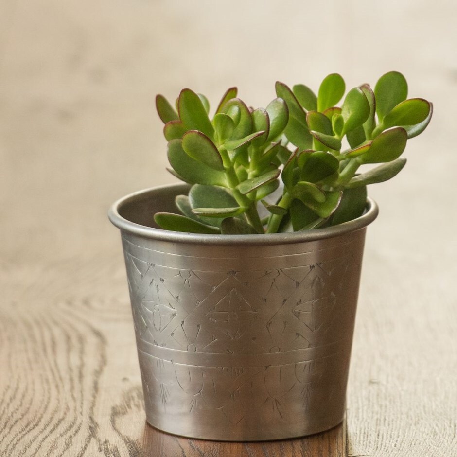 Crassula ovata - money tree & aluminium pot cover combination