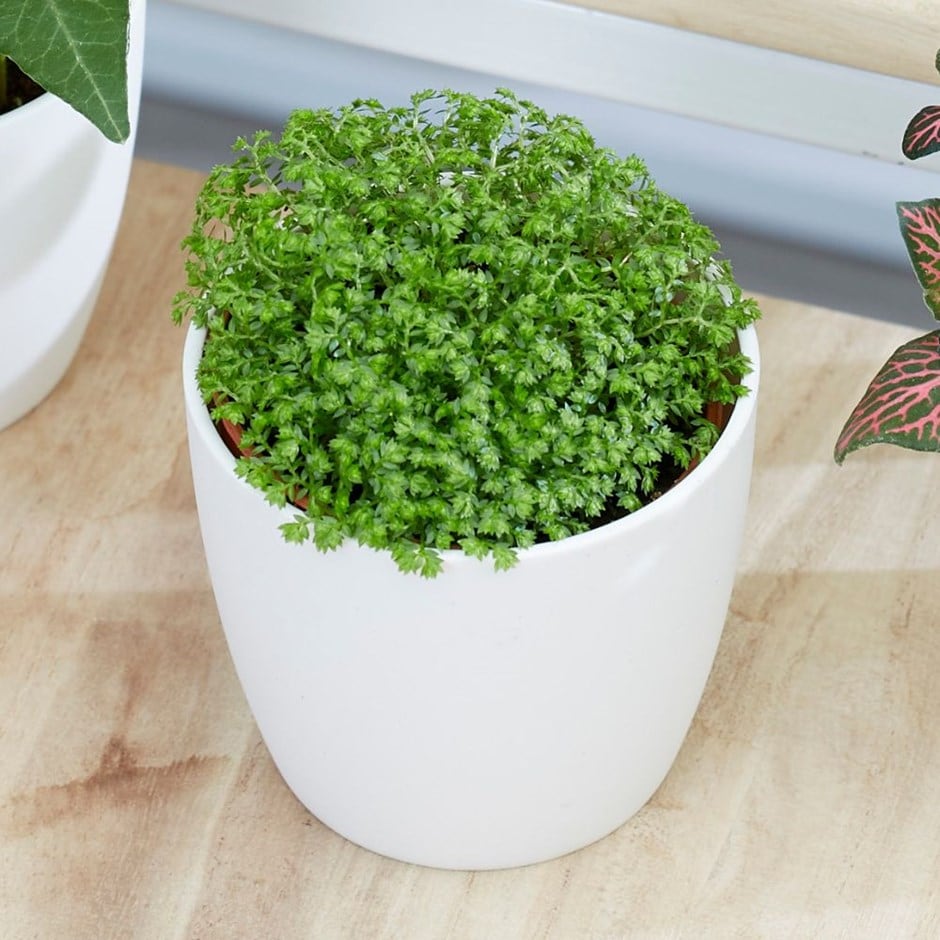 Selaginella - bottle garden / terrarium plant & pot cover combination