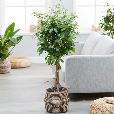 Ficus benjamina 'Exotica' and seagrass tribal black lined basket