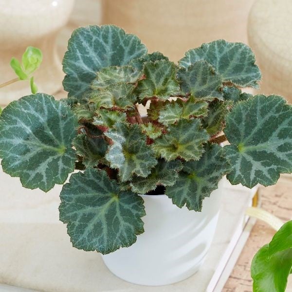 Saxifraga Bottle garden / terrarium plant & pot cover combination