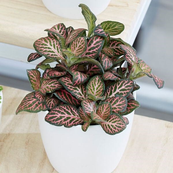 Fittonia Bottle garden / terrarium plant & pot cover combination