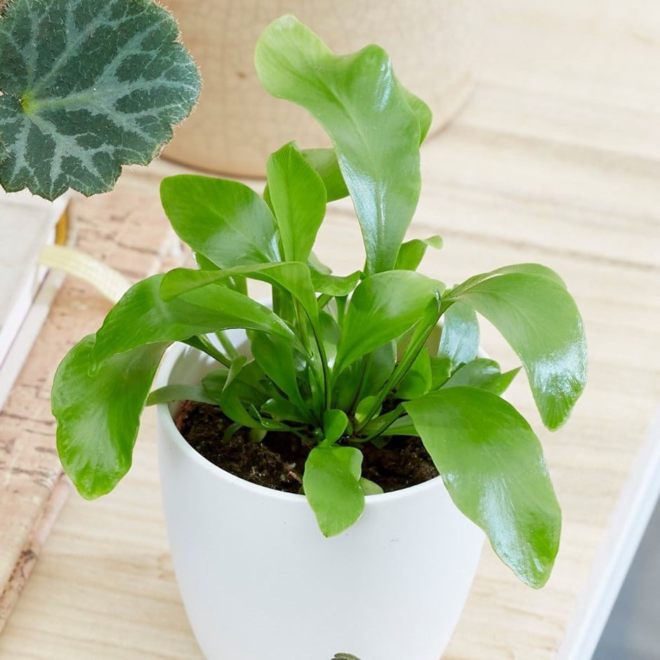 Asplenium - bottle garden / terrarium plant & pot cover combination