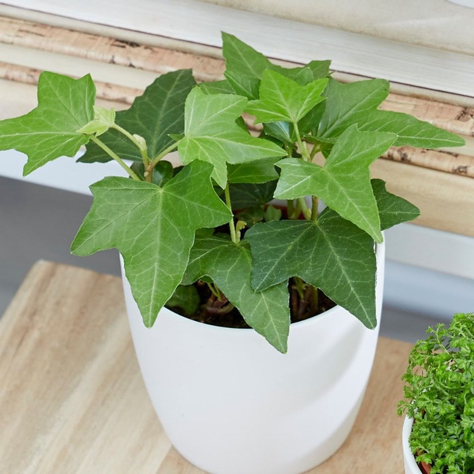 Hedera - ivy bottle garden / terrarium plant & pot cover combination