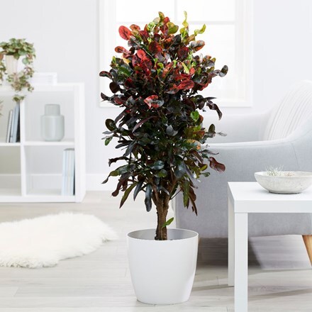 Picture of Codiaeum 'Mammi' and pot cover