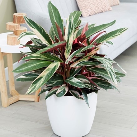Picture of Stromanthe sanguinea Triostar and pot cover