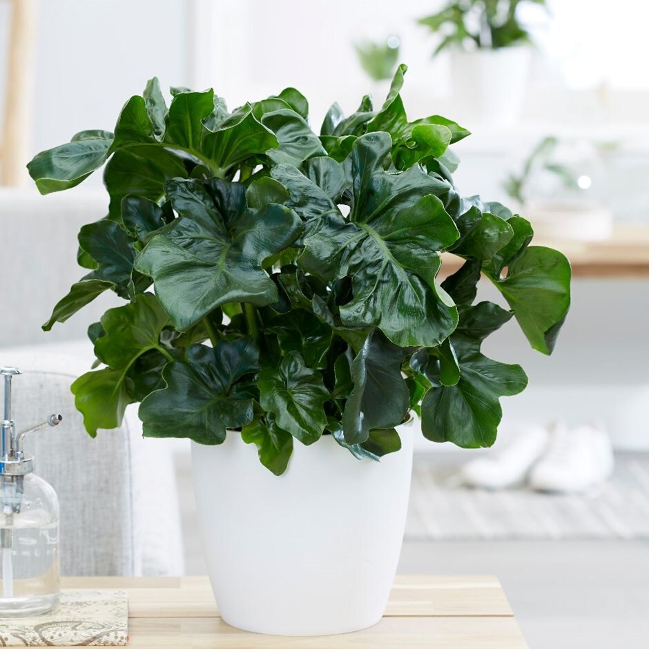 Philodendron selloum 'Atom' & pot cover combination