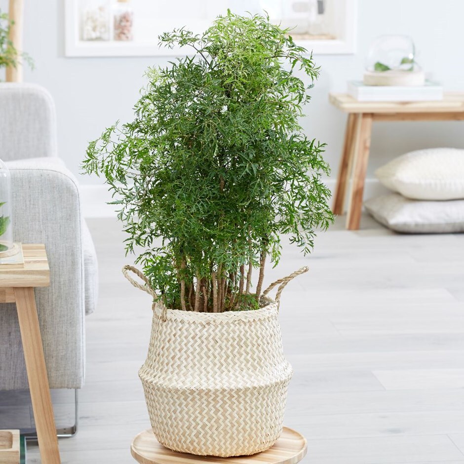 Polyscias fruticosa 'Ming' - ming tree & basket combination