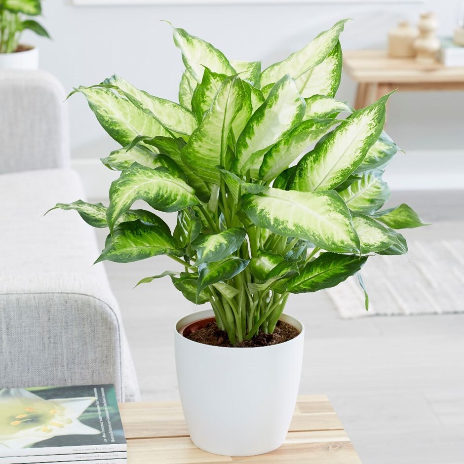 Dieffenbachia 'Camille' - dumb cane & pot cover combination