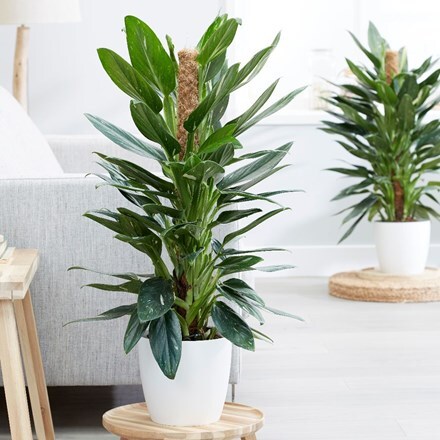 Picture of Philodendron Cobra and pot cover