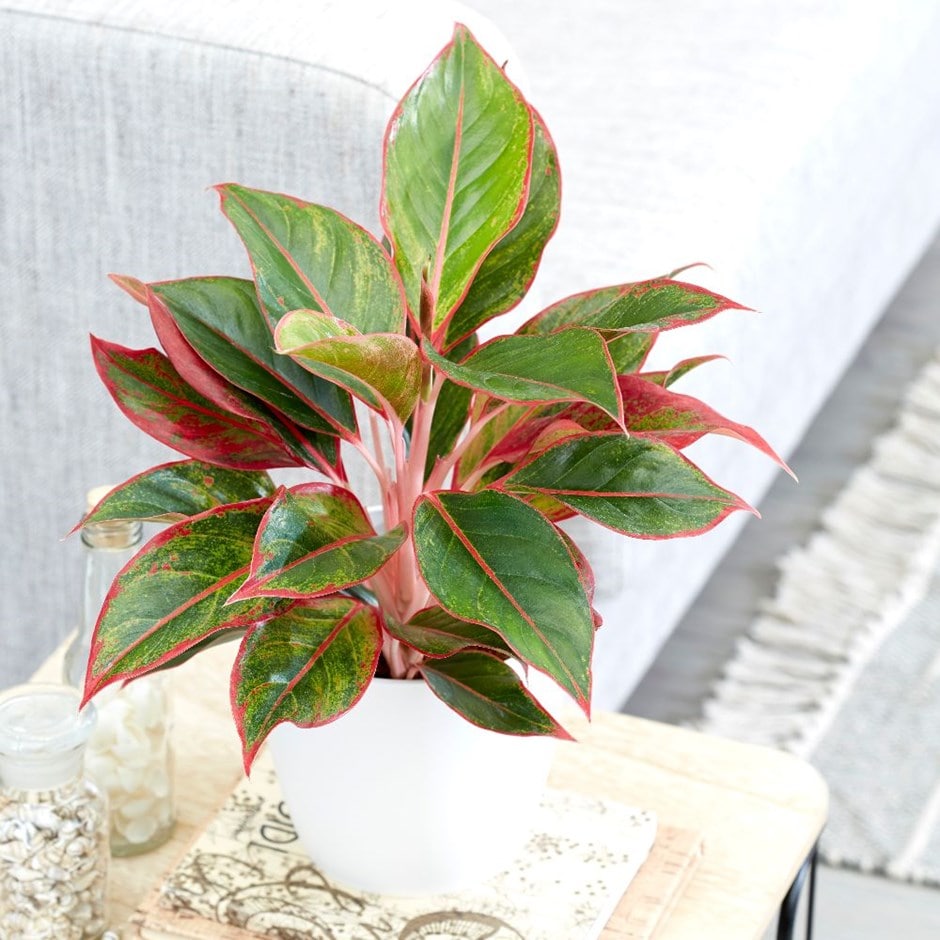 Aglaonema Crete - Chinese evergreen & pot cover combination