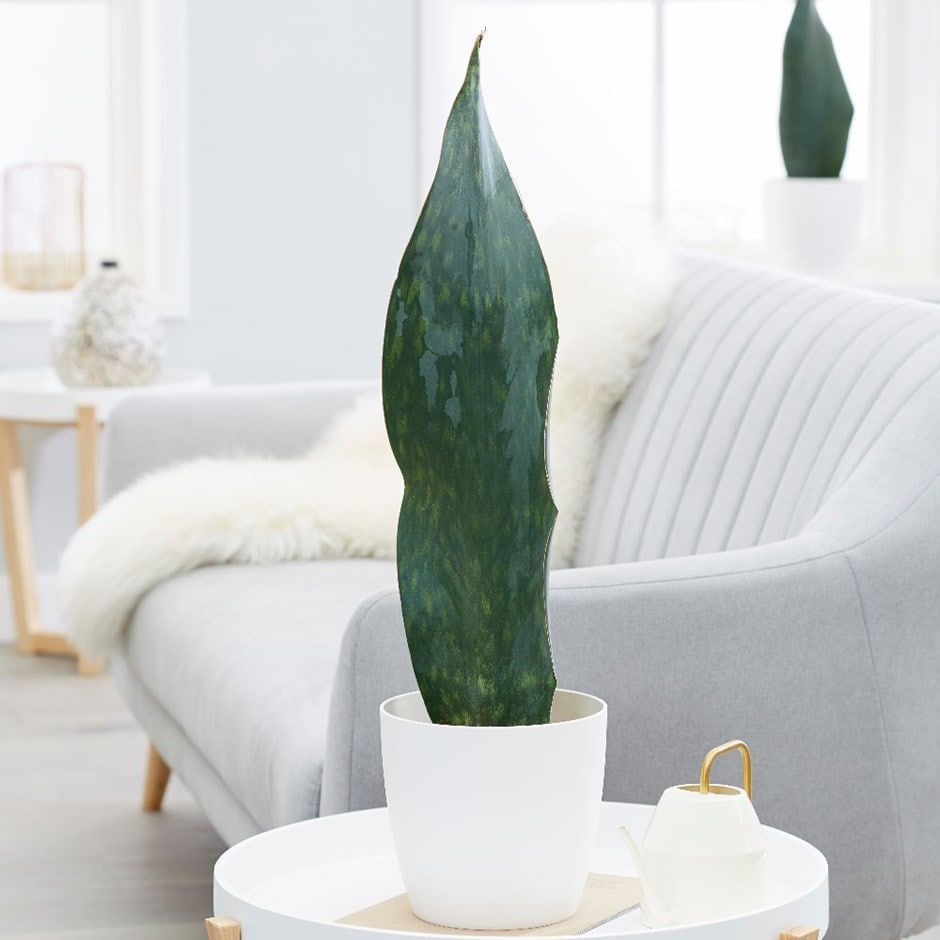Sansevieria masoniana 'Victoria' mother-in-law's tongue & pot cover combination
