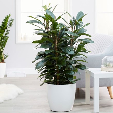 Ficus cyathistipula and pot cover