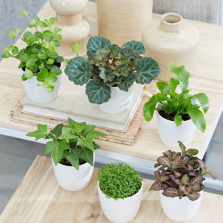 Bottle garden / terrarium plant collection & pot covers combination