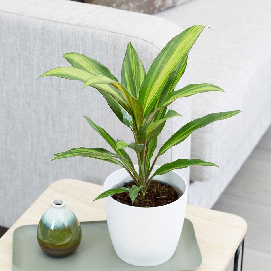 Cordyline fruticosa 'Kiwi' - good luck plant & pot cover combination