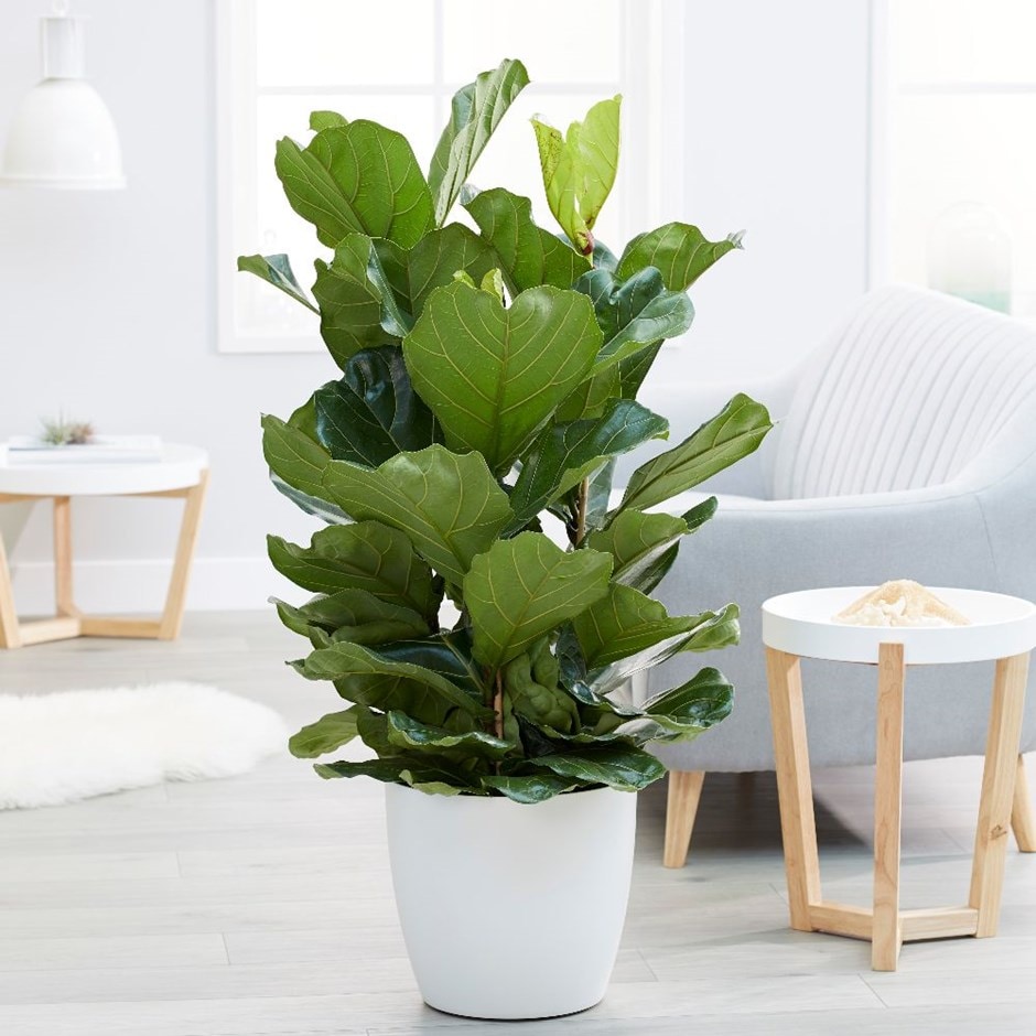 Ficus lyrata - fiddle leaf fig & pot cover combination