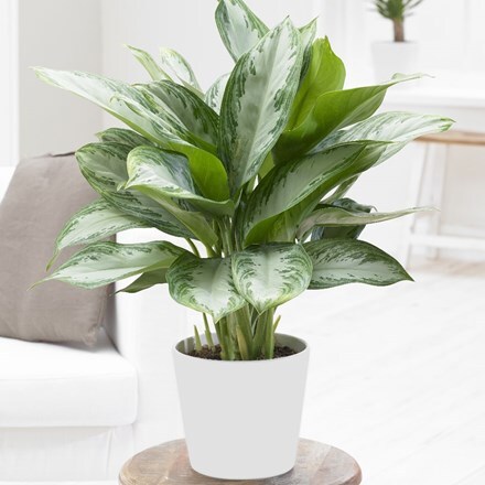 Picture of Aglaonema 'Jubilee Compacta' and pot cover