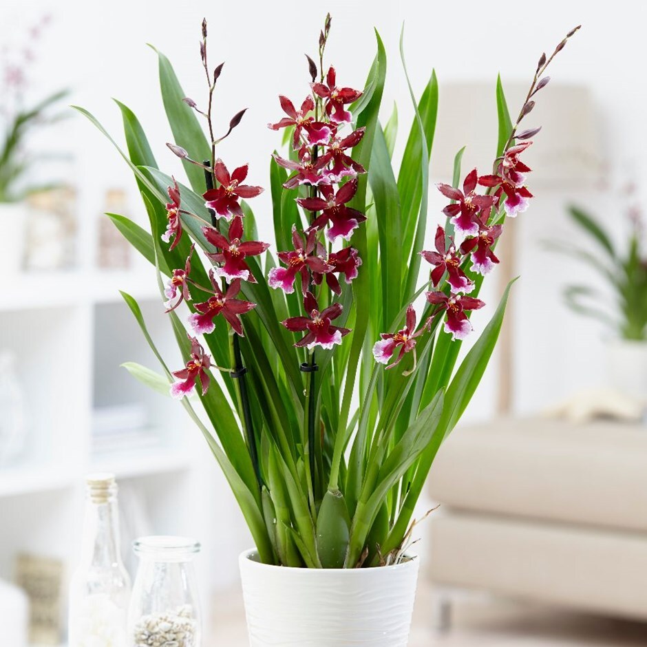 Cambria 'Lazio' - orchid & pot cover combination