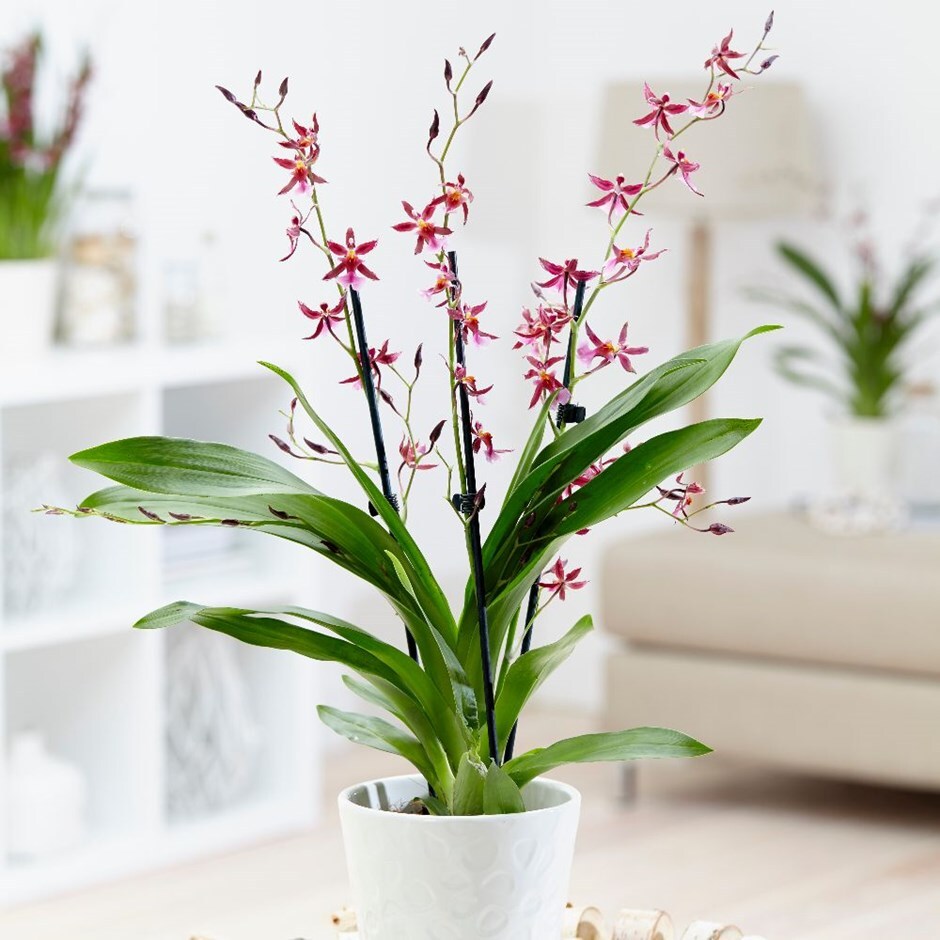 Oncidium 'Katarina Zoch' - orchid & pot cover combination
