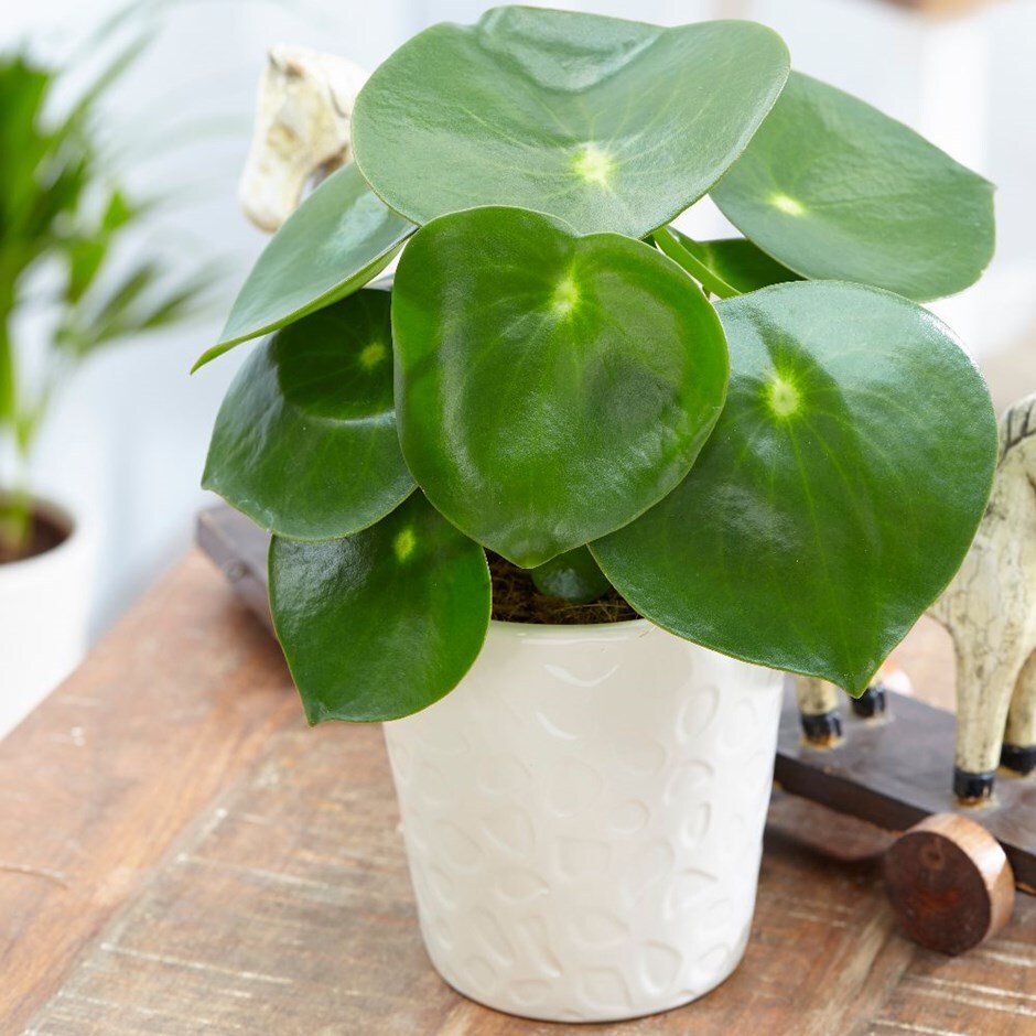 Peperomia polybotrya 'Raindrop' & pot cover combination