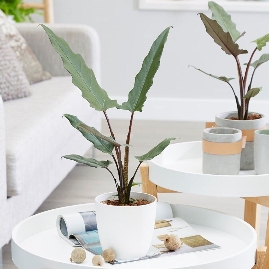 Alocasia lauterbachiana - elephant's ears & pot cover combination