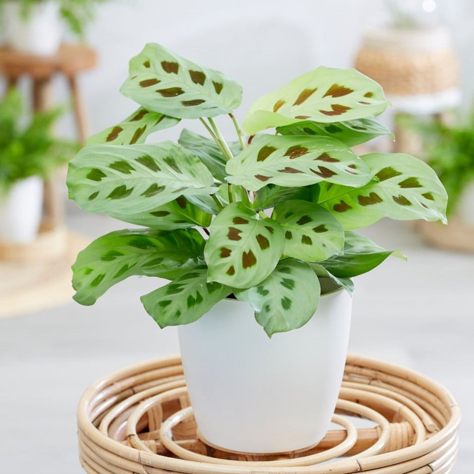 Maranta leuconeura - prayer plant & pot cover combination