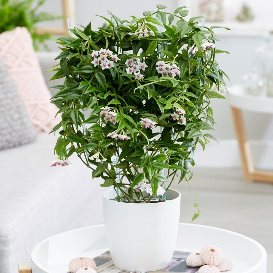 Hoya lanceolata subsp. bella - wax flower & pot cover combination