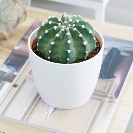 Picture of Echinopsis subdenudata and pot cover