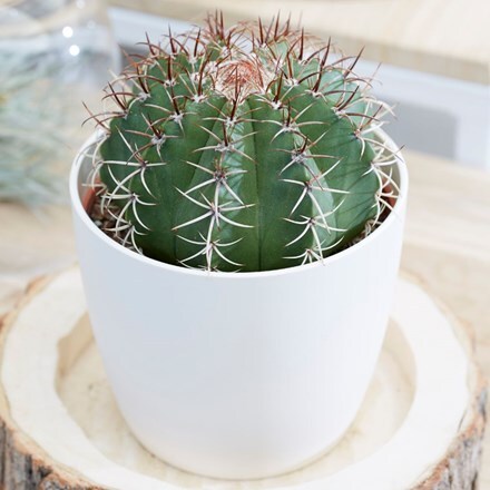 Picture of Melocactus matanzanus and pot cover