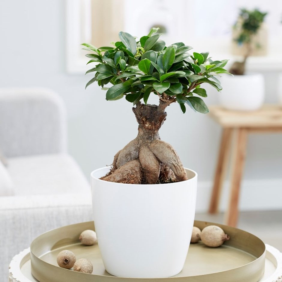 Ficus microcarpa 'Ginseng' - bonsai fig & pot cover combination