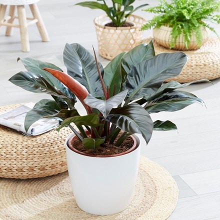 Philodendron 'Imperial Red' and pot cover
