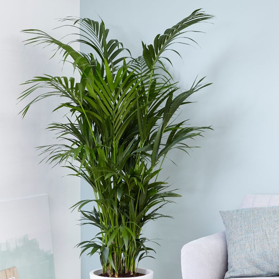 Howea forsteriana - 2m kentia palm & pot cover combination