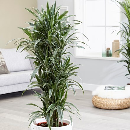 Picture of Dracaena 'White Jewel'