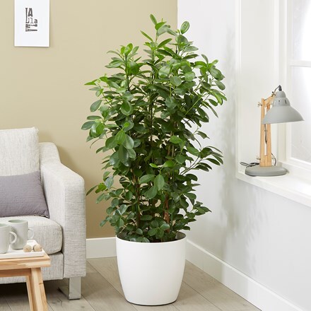 Picture of Ficus microcarpa 'Moclame' and pot cover