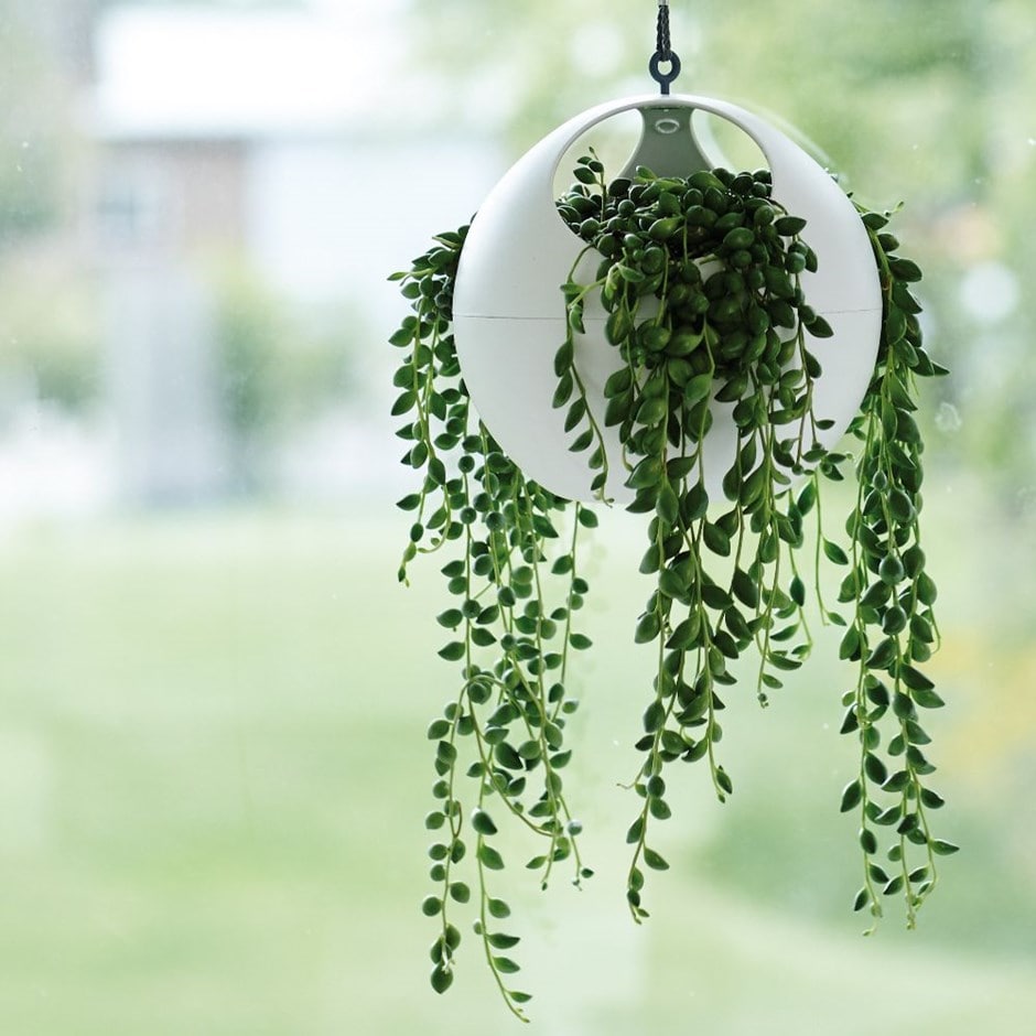 Senecio 'Dinter' - bead plant & hanging globe planter combination