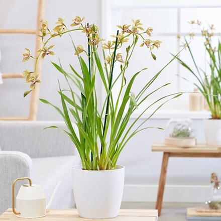 Picture of Cymbidium erythraeum and pot cover