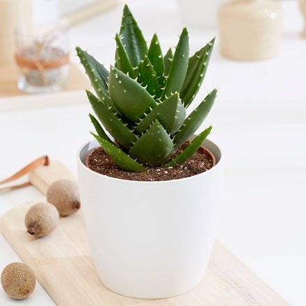 Aloe mitriformis and pot cover