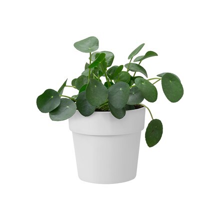 Pilea peperomioides and pot cover