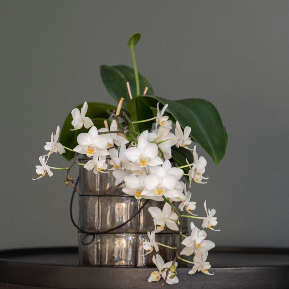Phalaenopsis 'White Willd Orchid' & blown glass lantern