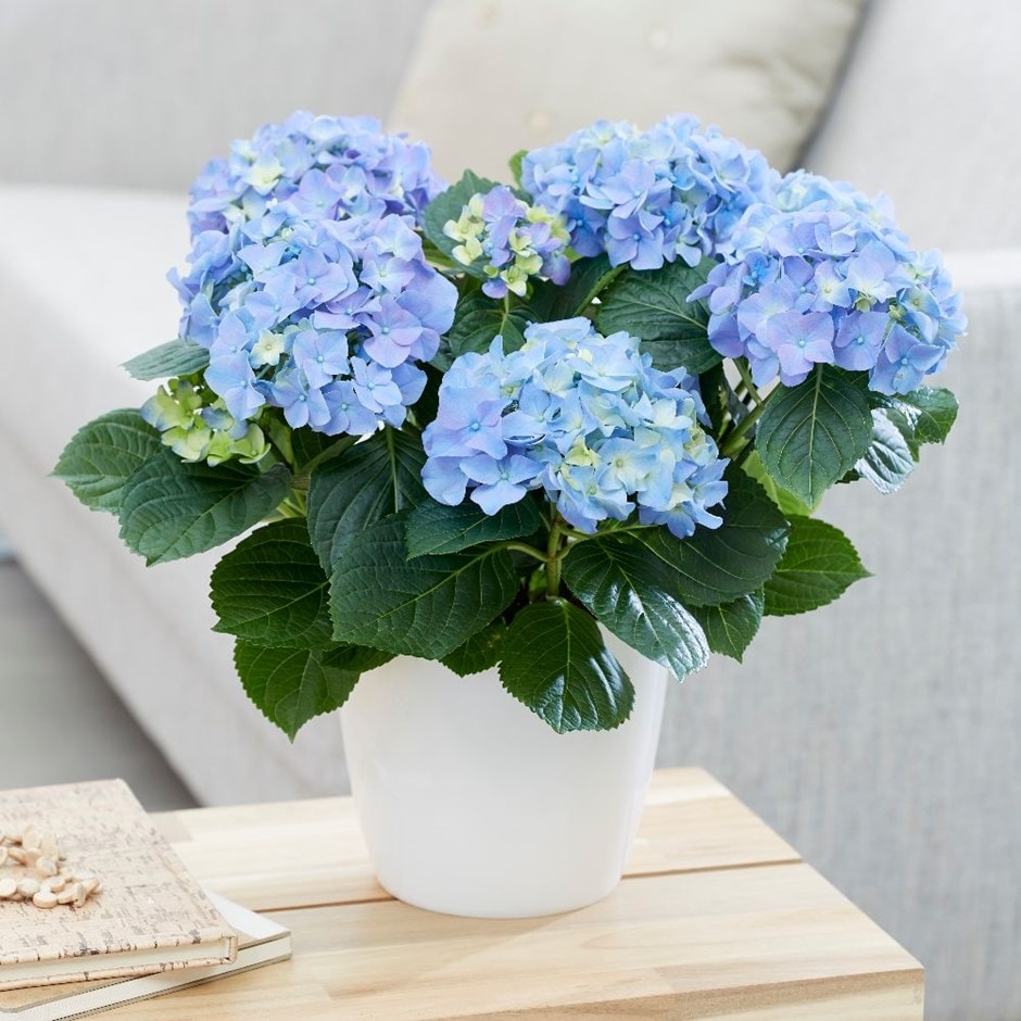 Hydrangea macrophylla 'Early Blue' & pot cover combination
