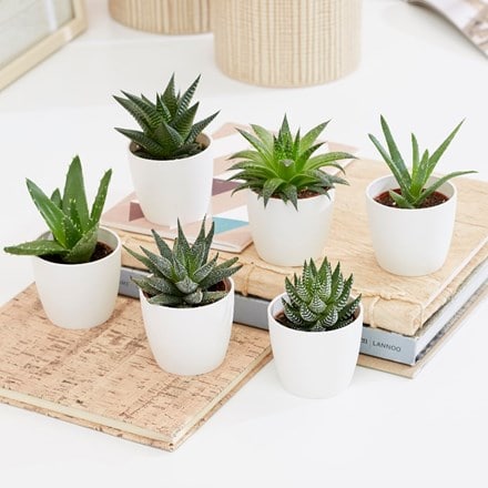 Aloe and Haworthia succulent collection and pot covers