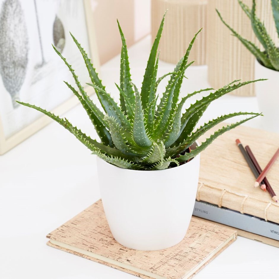 Aloe arborescens - deer-horn cactus & pot cover combination