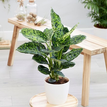 Picture of Dieffenbachia 'Reflector' and pot cover