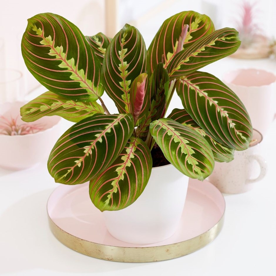 Maranta 'Fascinator' - prayer plant & pot cover combination