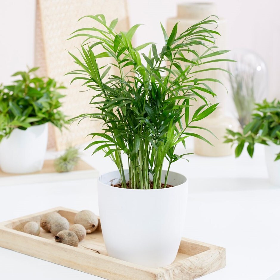 Chamaedorea elegans - parlour palm & pot cover combination